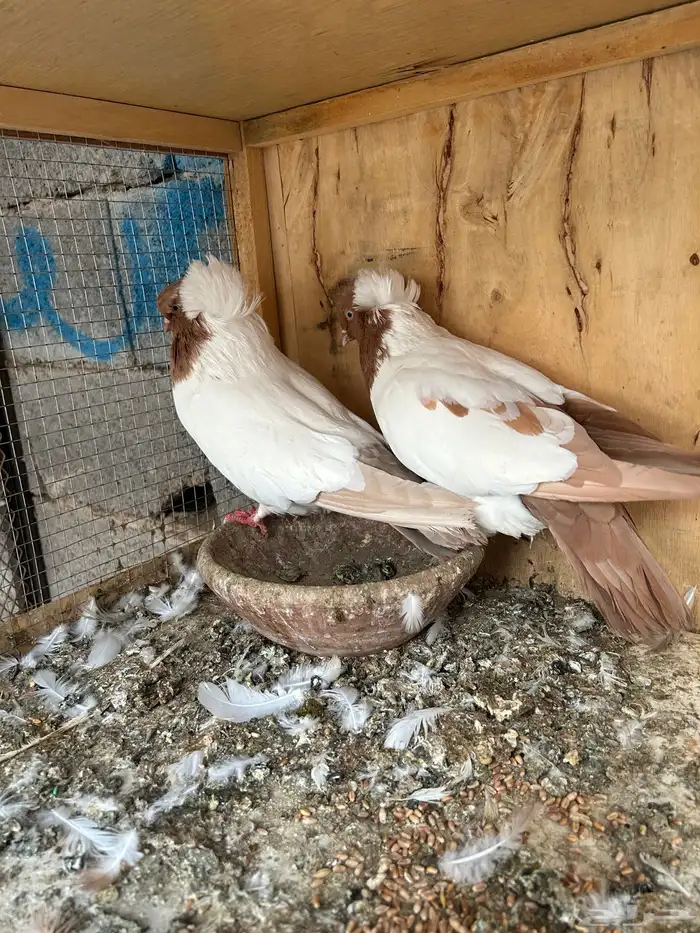 جوز سوداني ارباش منتج للبيع 0