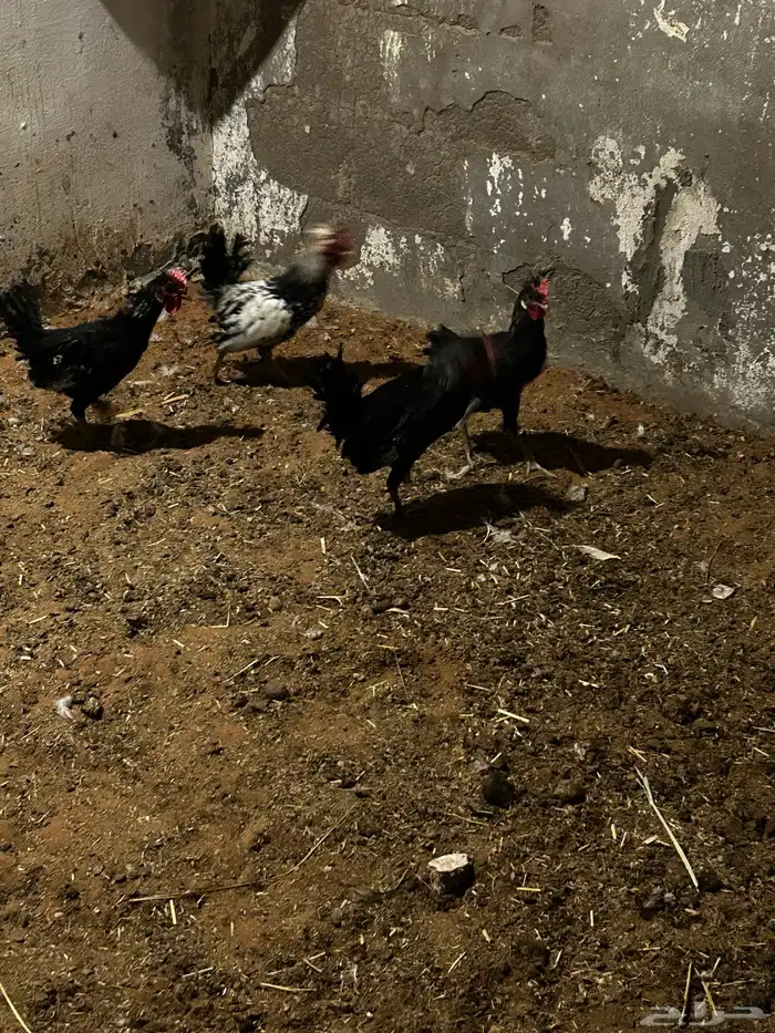 للبيع ديكه كويتيه صافيه 1