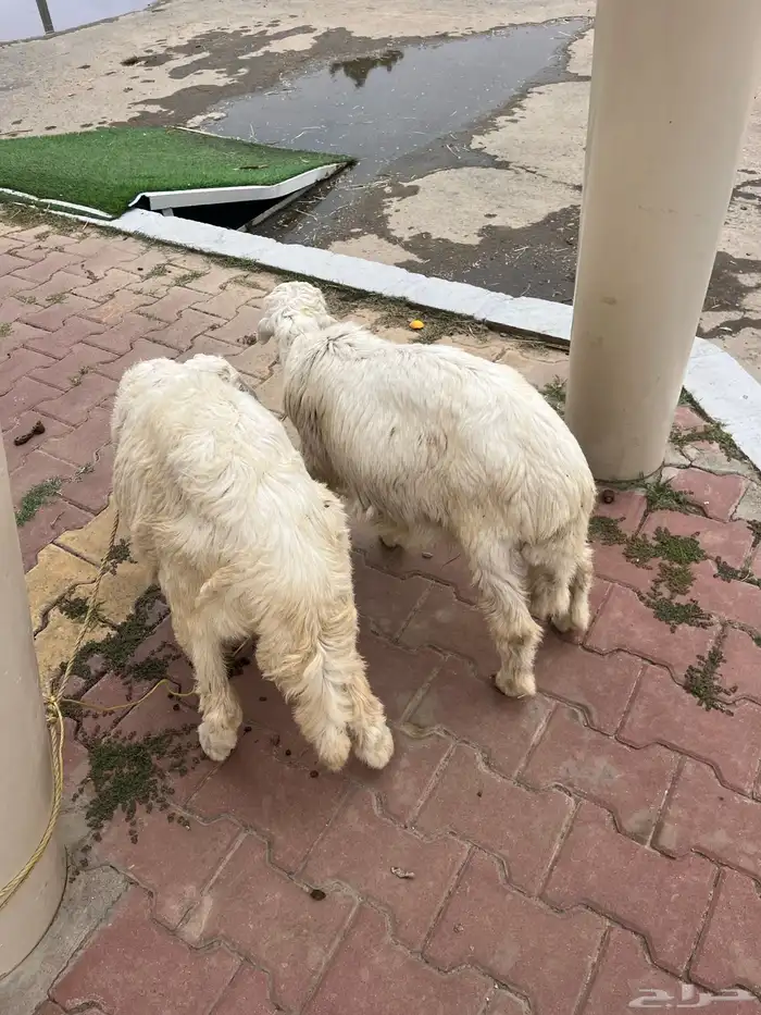 2 هرافي ذكور حريه   العمر 3 اشهر الى4 0