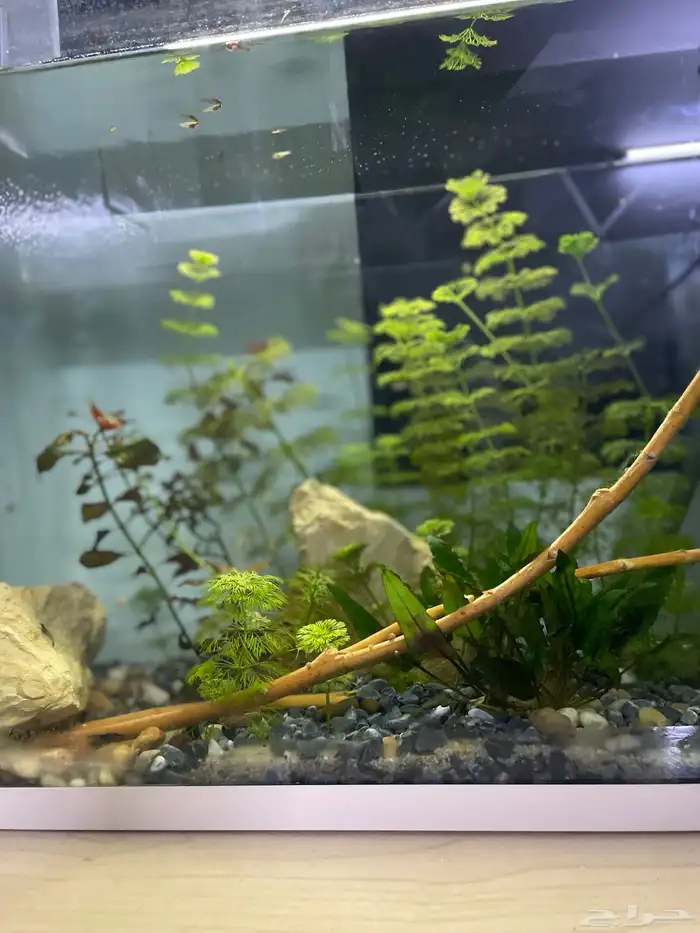 حوض شريمب وسمك مزروع 2