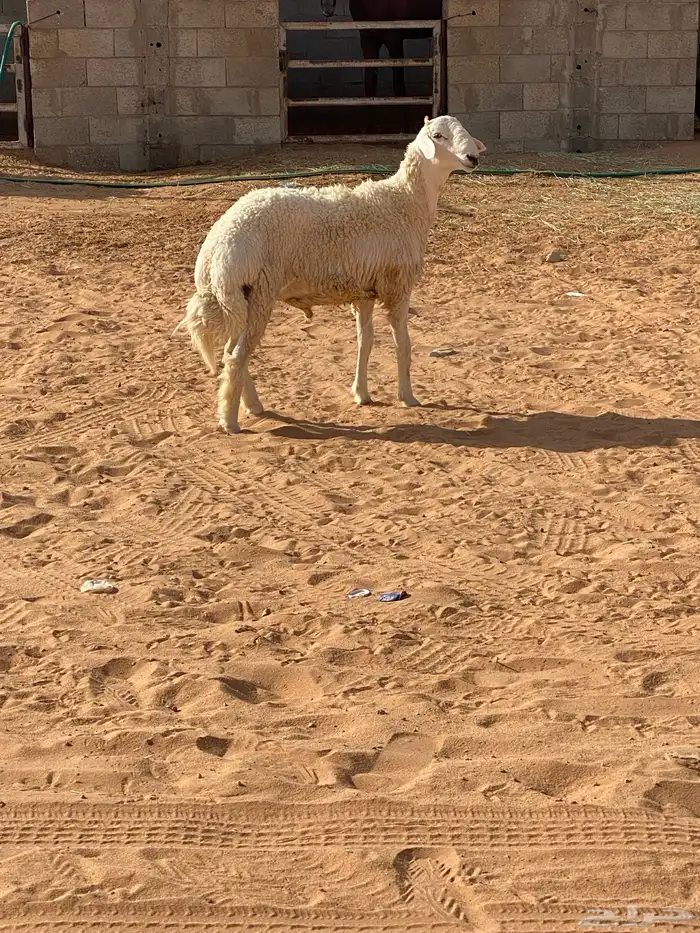 خروف جذع صنف حري 0