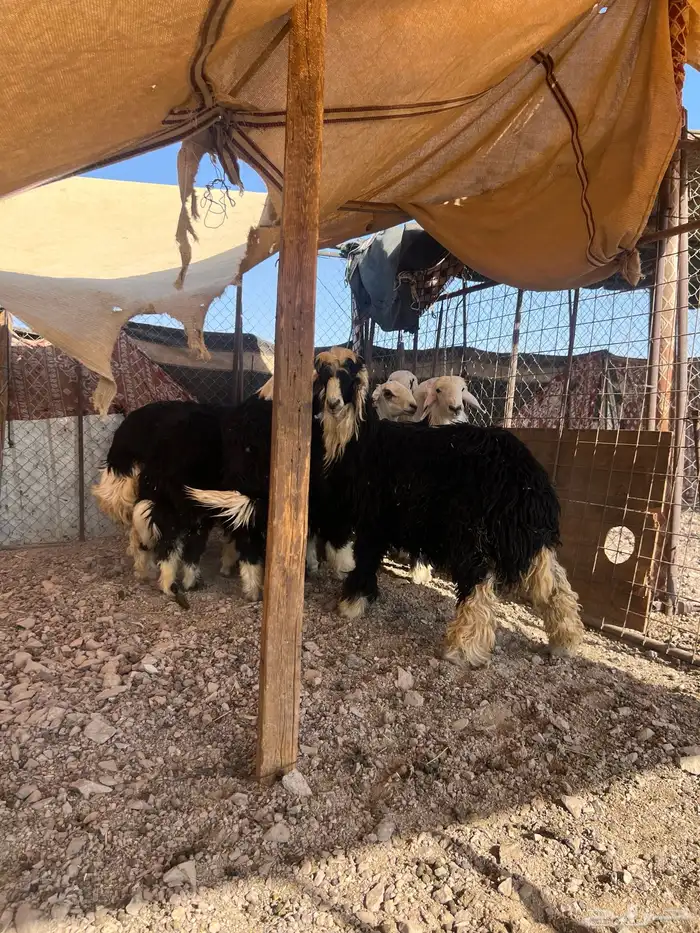 طليان نجد جبره 4