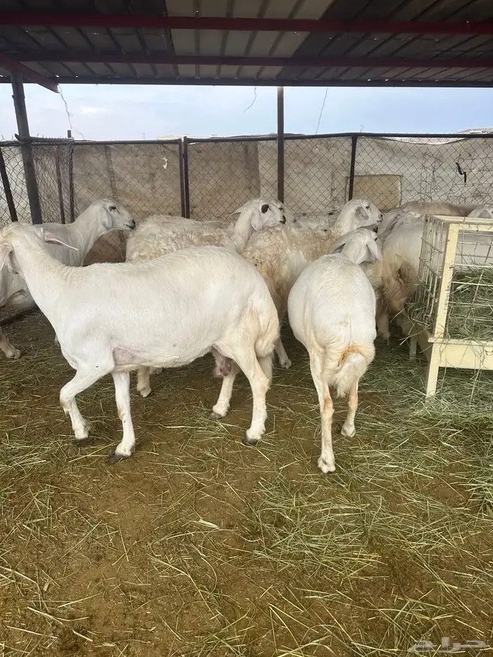 28 ضان حرش صنف بغحولها 1