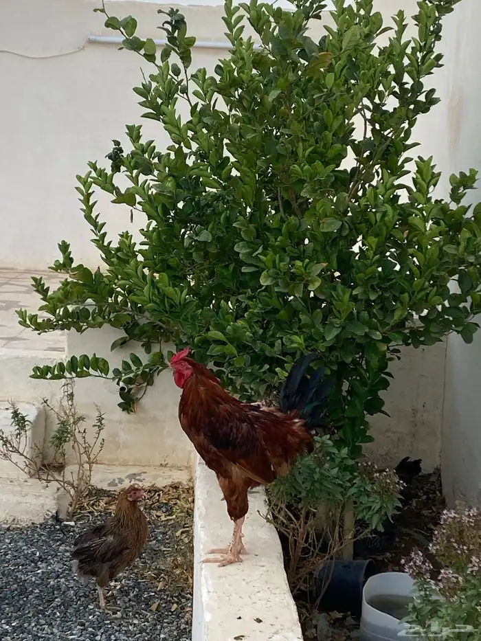 ديك مهجن باكستاني 2