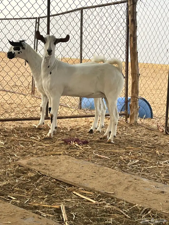 جفار بيشيات 4