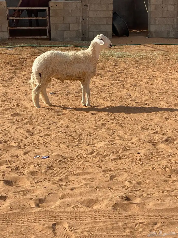 خروف جذع صنف حري 2