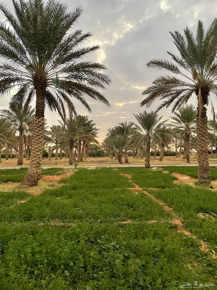 تمور من النخل مباشرة للبيع 0
