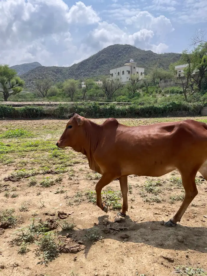 خبيش بقر 4