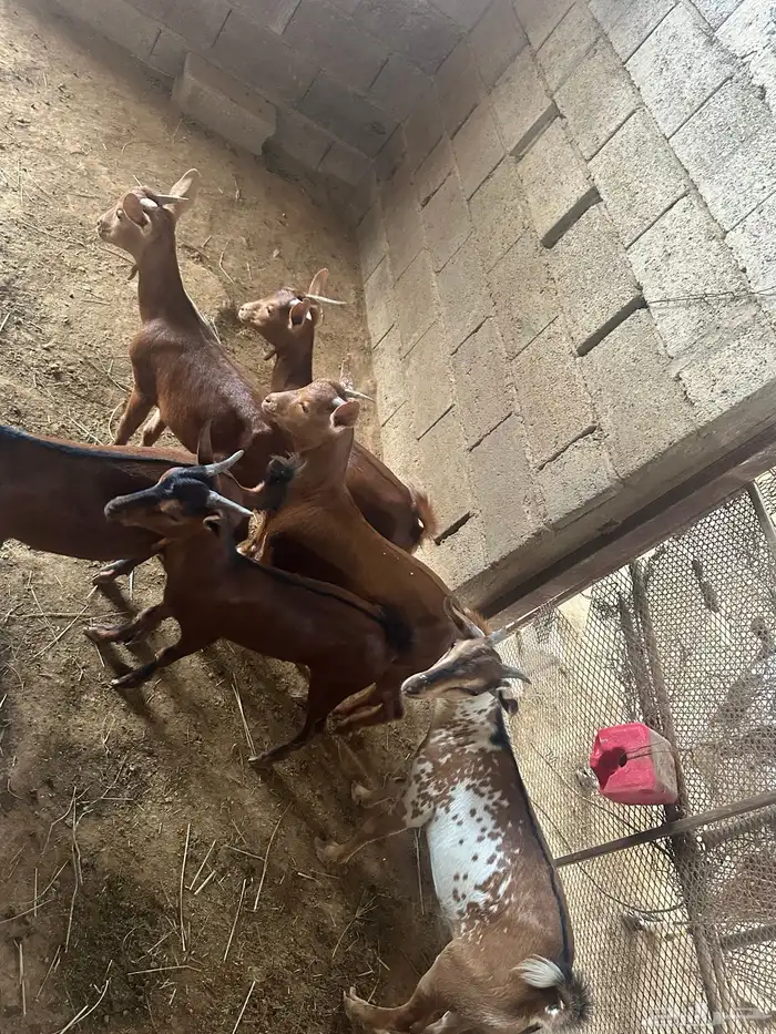 بهم اعمارهم من اربعه وخمسه شهور دهم محايليه 1
