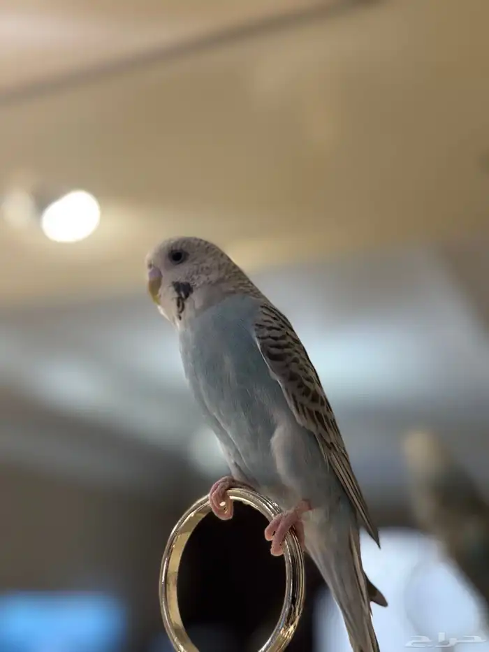 طير بادجي غير أليف صحه مافيه شي 2