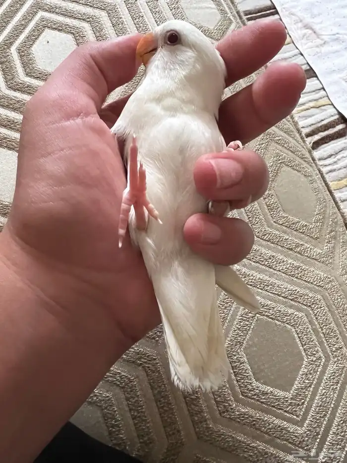 ببغاء روز اليف 2
