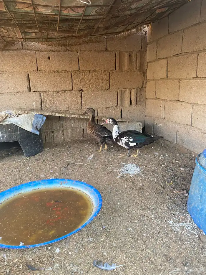 بط مصري 0