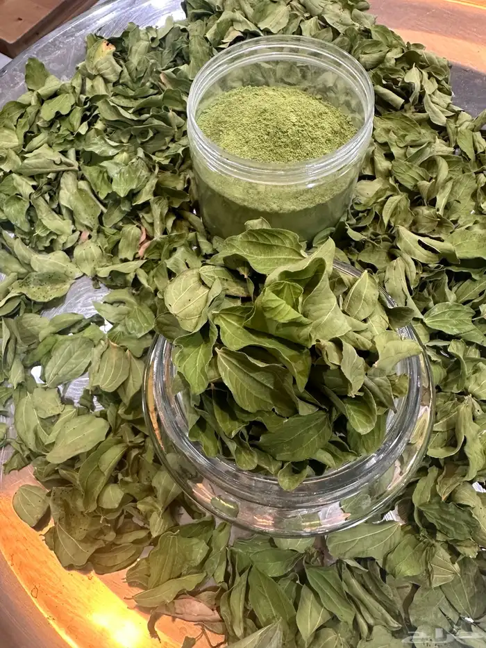 اجمع ورقة السدر واطحنه بنفسي 3