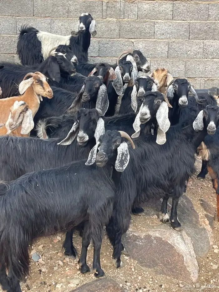 معزا عوارض دفاع وحليب للبيع بفحلها عدد 25 2