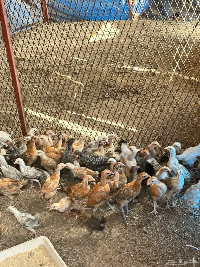 فروخ دجاج وديوك بلدي وفيومي العمر شهرين 5
