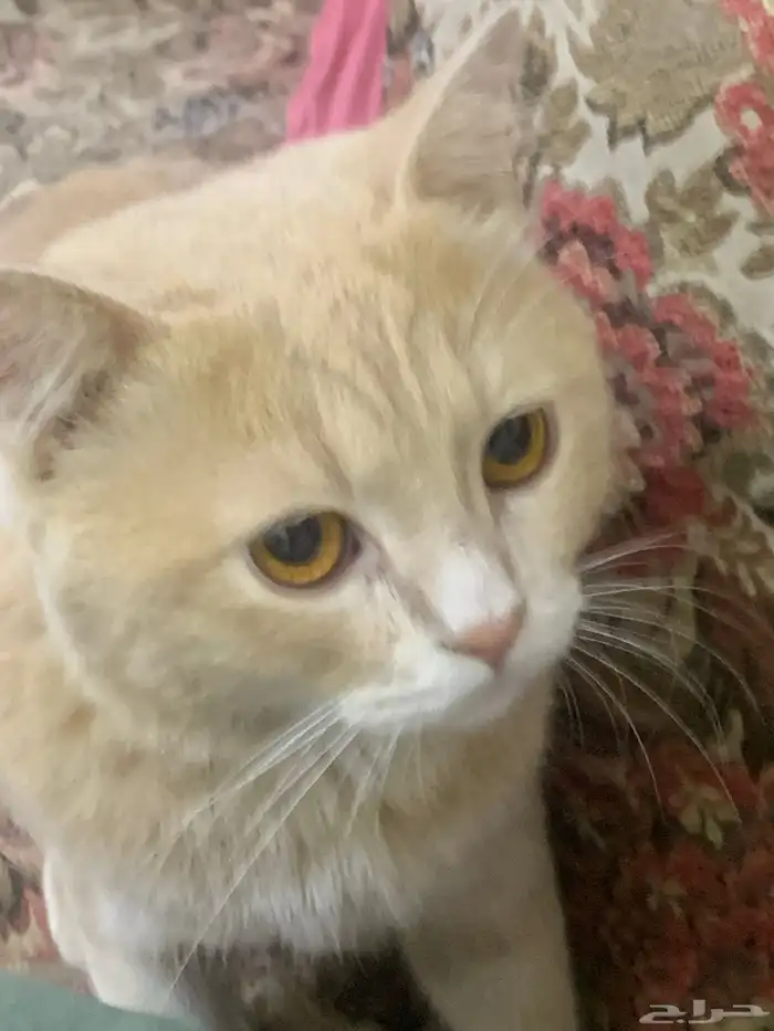 قط ذكر عمره سنه لتبني 1
