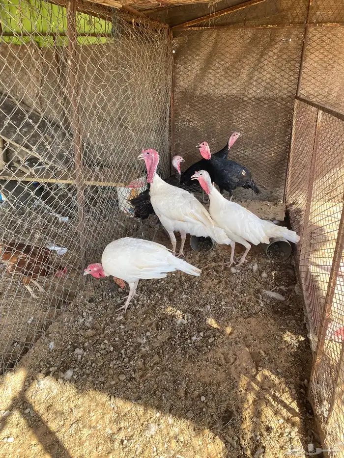 دجاج رومي 1
