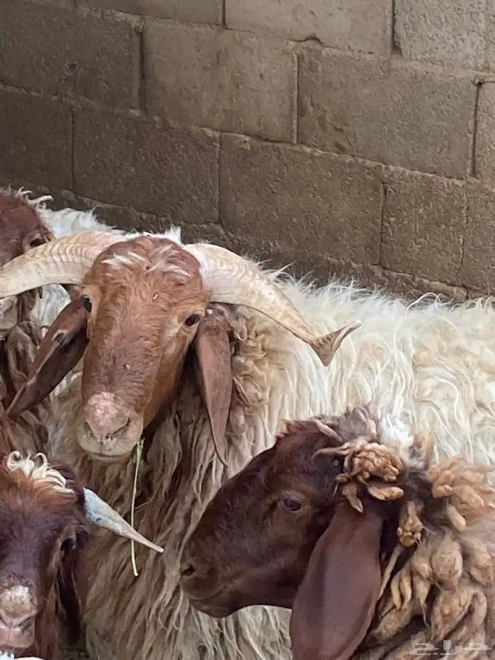 ماعز للبيع 7