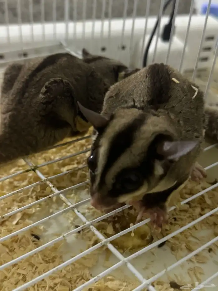 السنجاب الطائر   sugar gliders 1