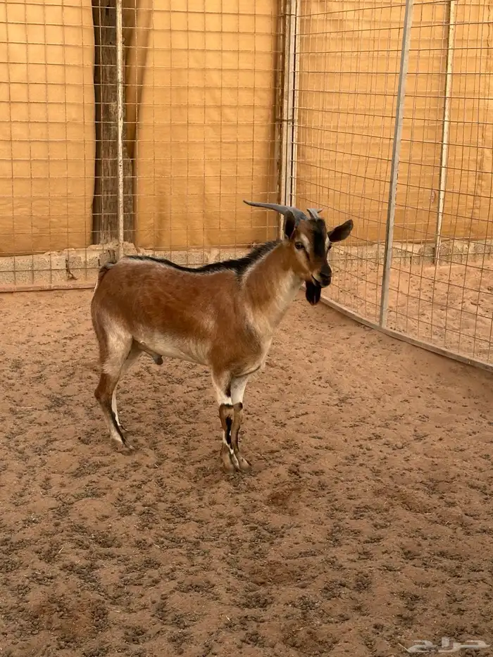 فحل هجين وعل 0