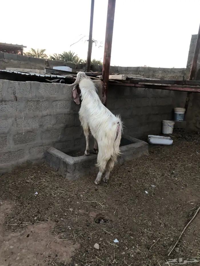 تيس فحل أبيض للبيع 3