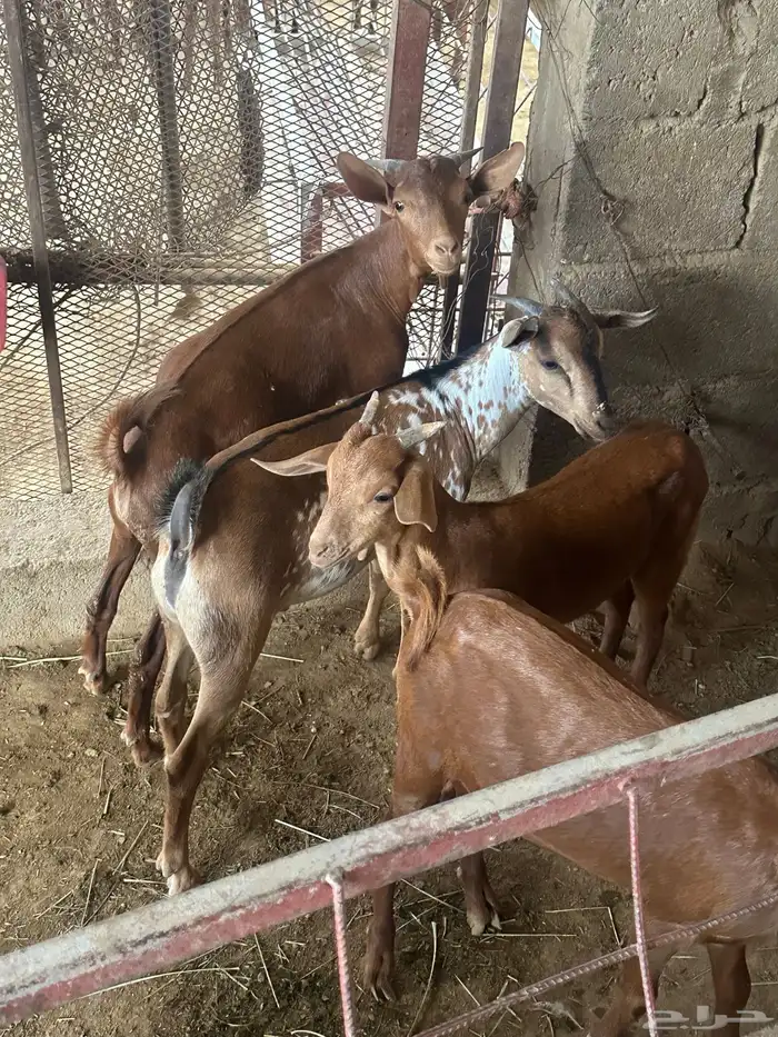بهم اعمارهم من اربعه وخمسه شهور دهم محايليه 3