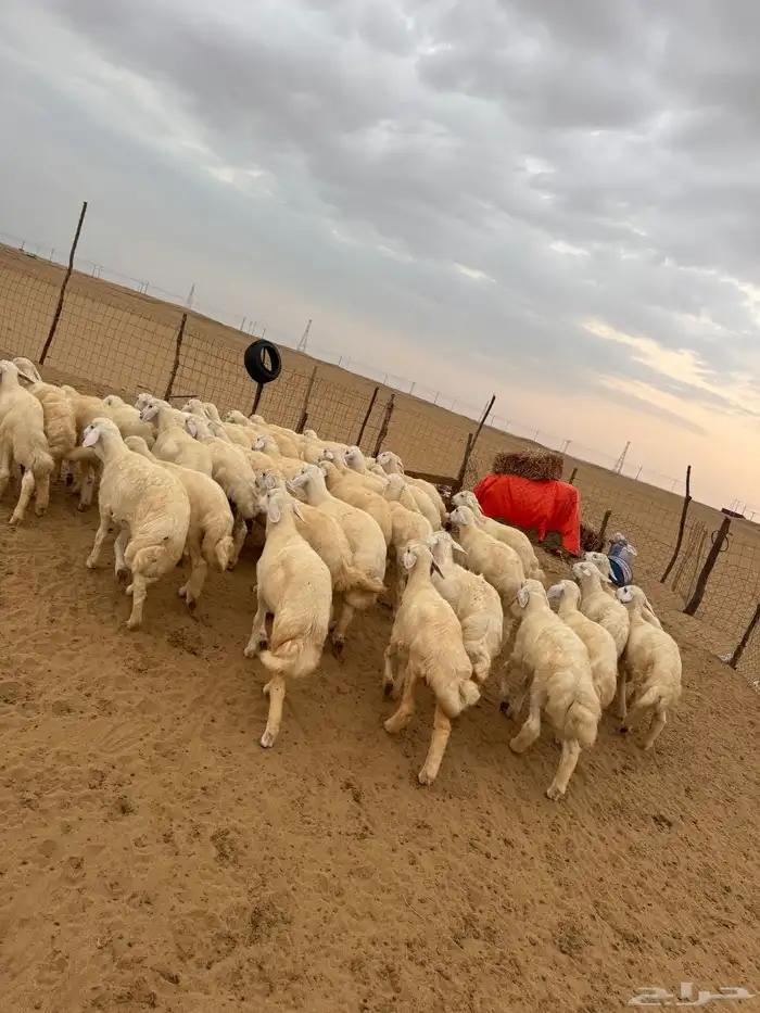 بهم تربية 3