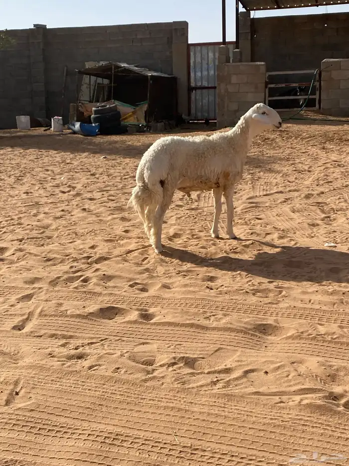 خروف جذع صنف حري 4