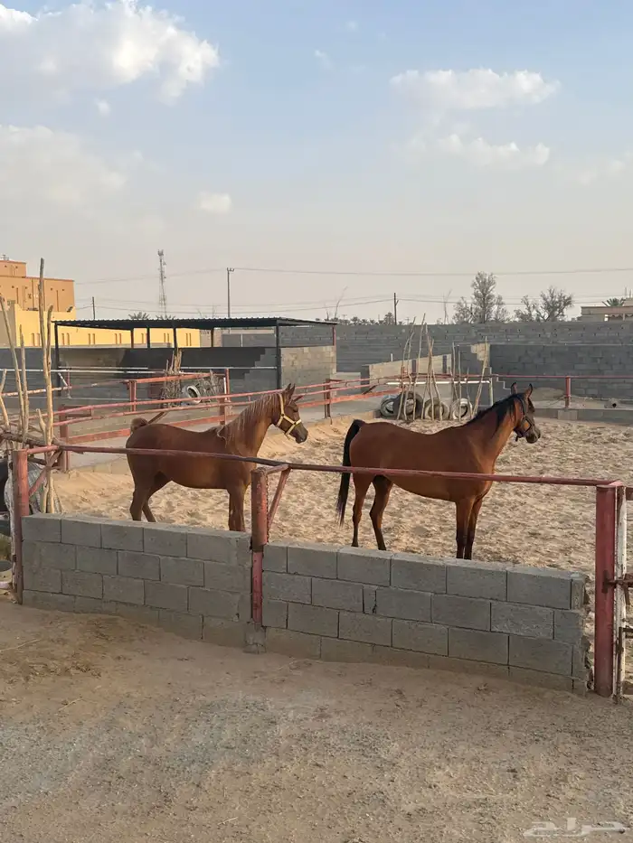 فرس واهو فاخرة ومعها مهر واهو 1