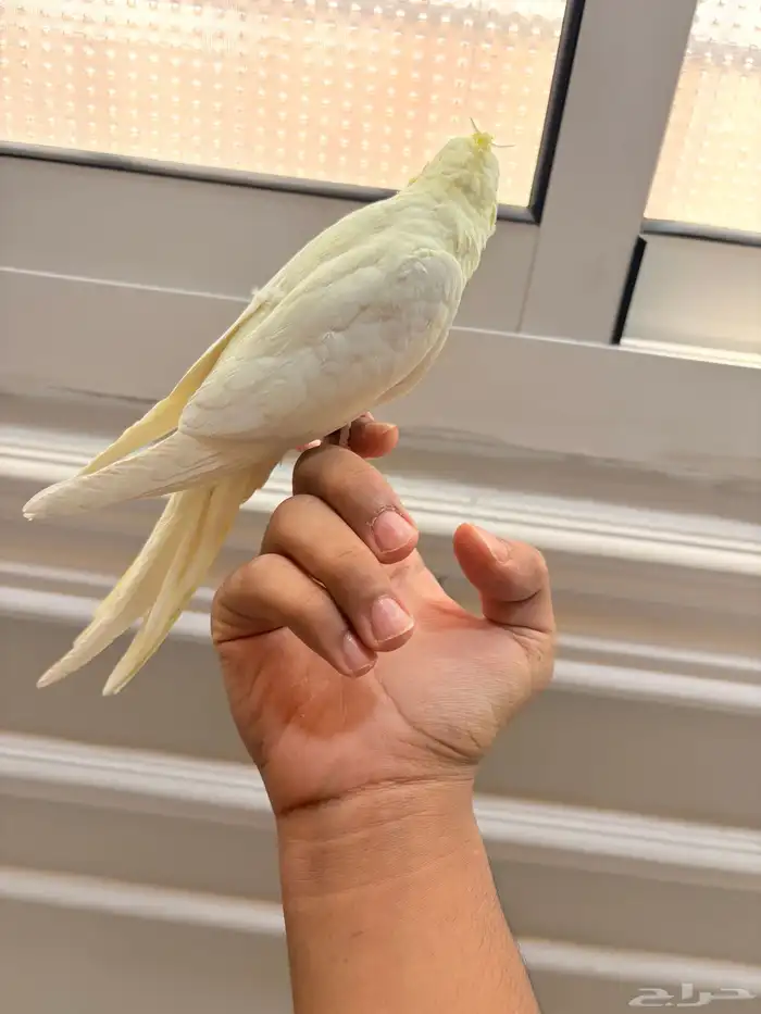 طير كروان لاتينو الليف مفطوم 3