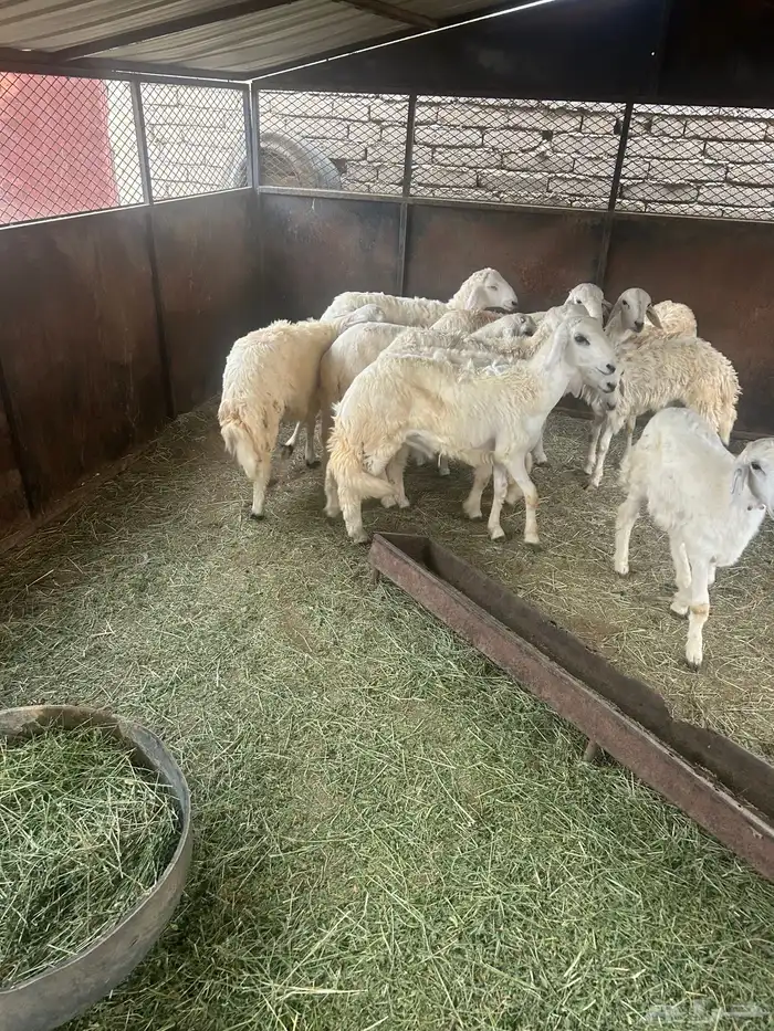 طليان العدد 10 1