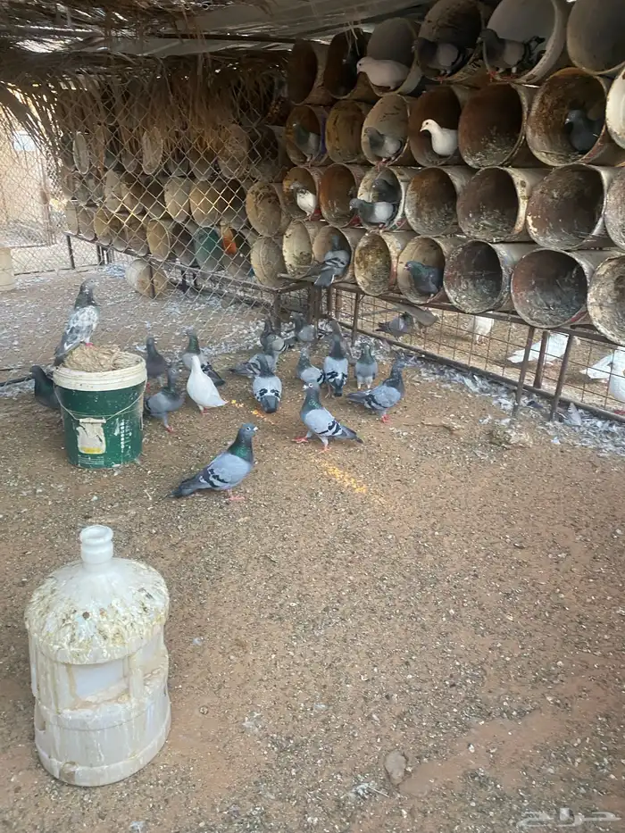 حمام زاجل 40جوز وحمام سلفر 50جوز 6