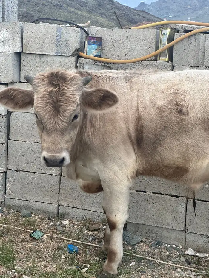 حليب ابقار يومي ا 1