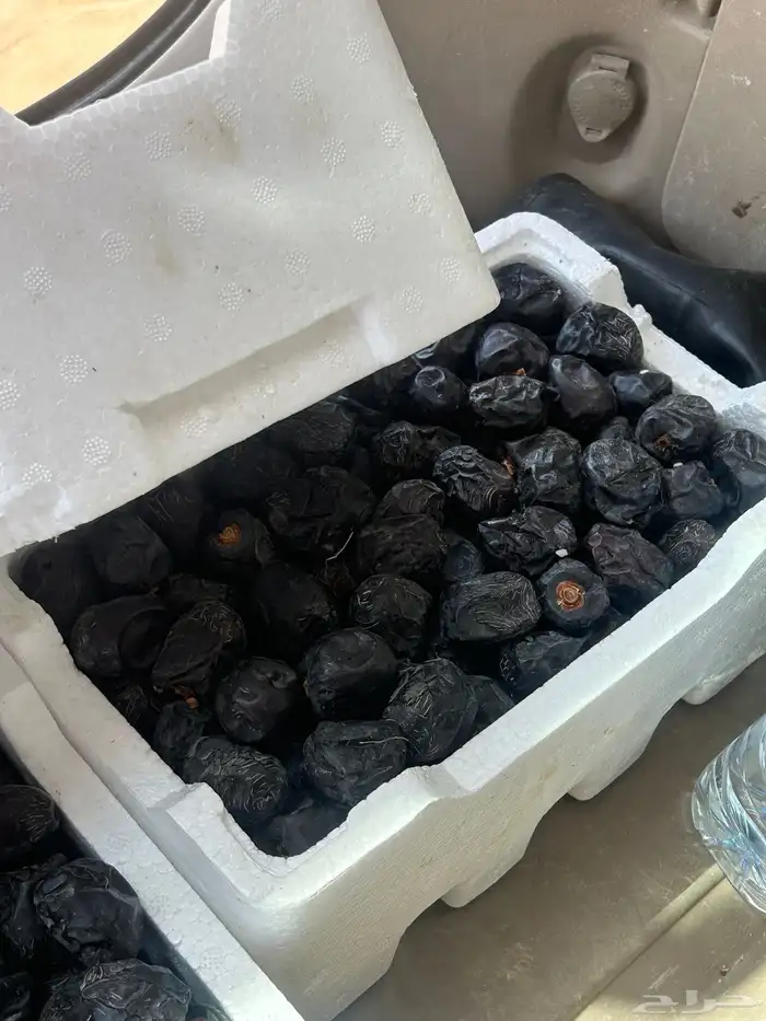 تمور تمر عجوه المدينه 10