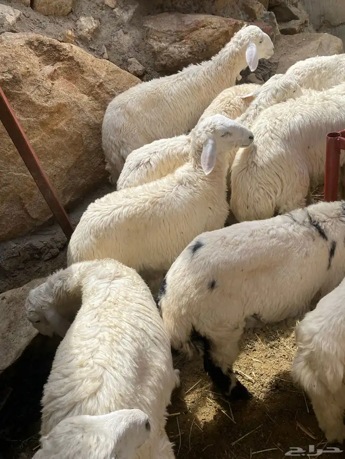 ذبائح غنم 1