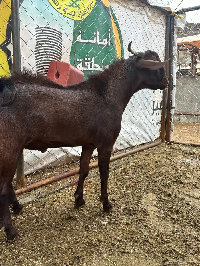 مشاريع فحول للبيع 7