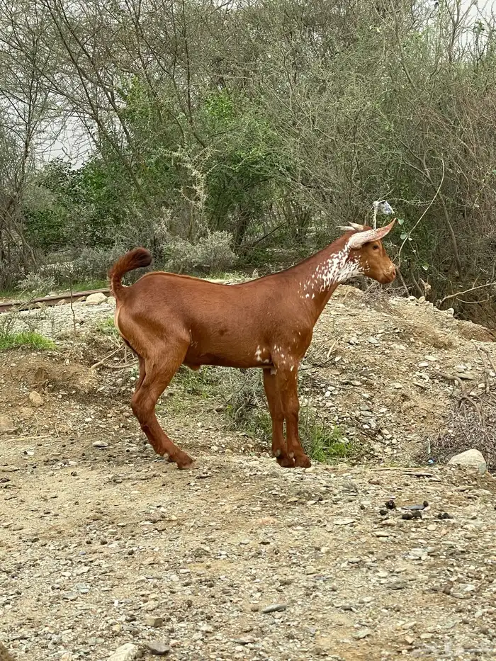 2 بهم للبيع تيوس اوشح ادهم اوشح اسود 3