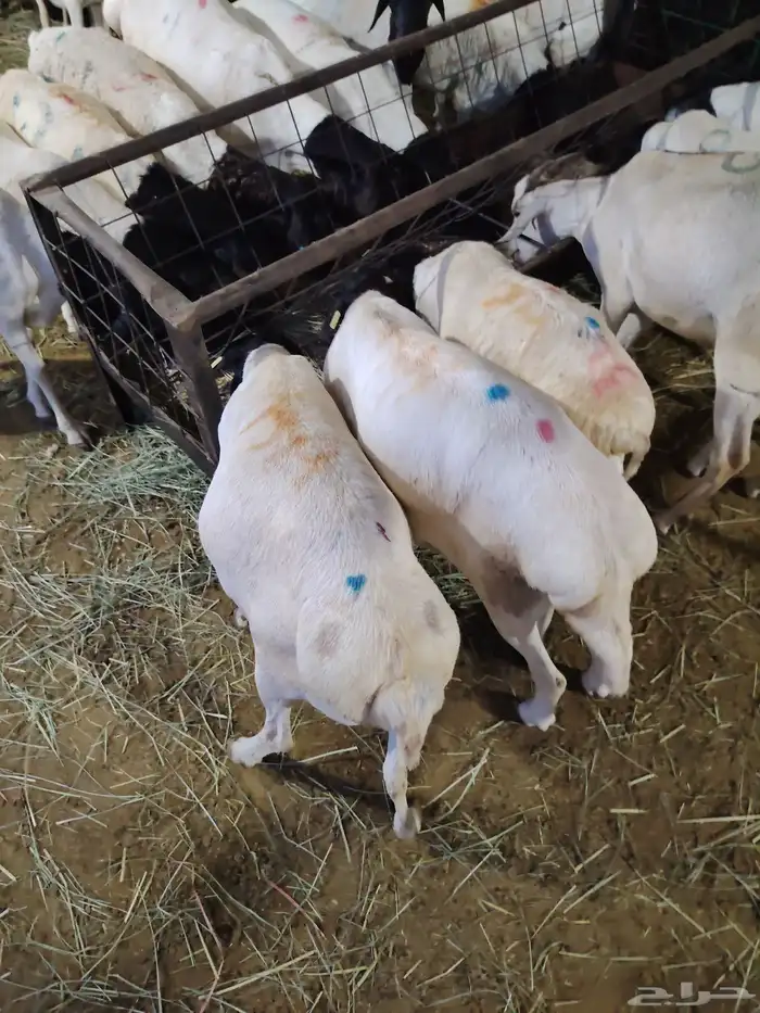 التفريد والجمله طلي بربري وتيوس 1