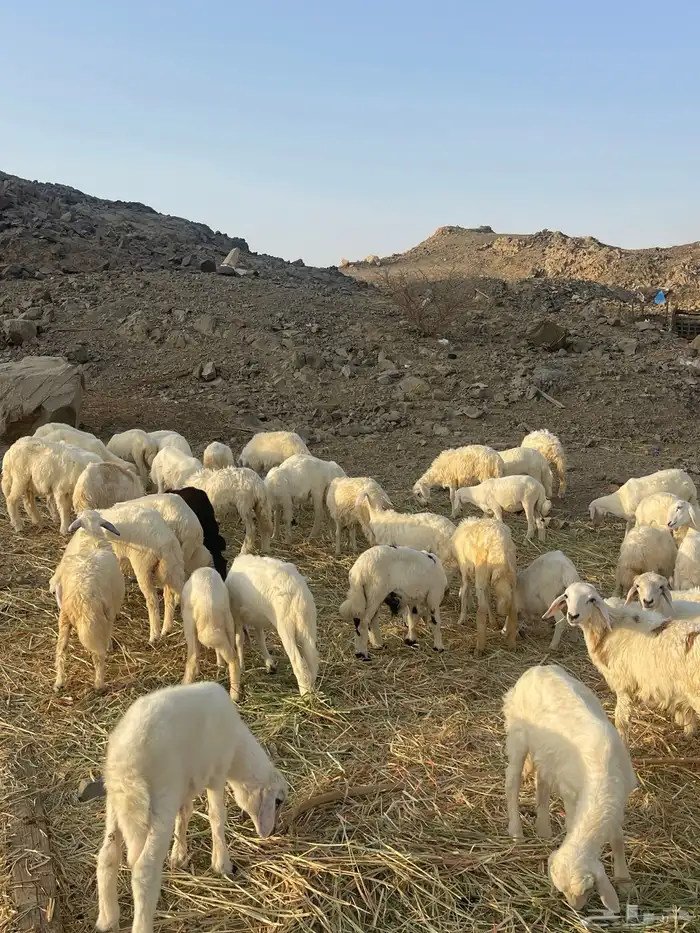 طليان ورخال حرية 5