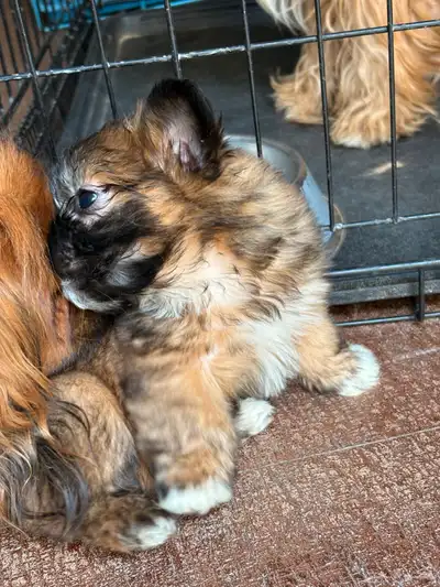 جرو شيتزو (Shih tzu) عمر 3 شهور index