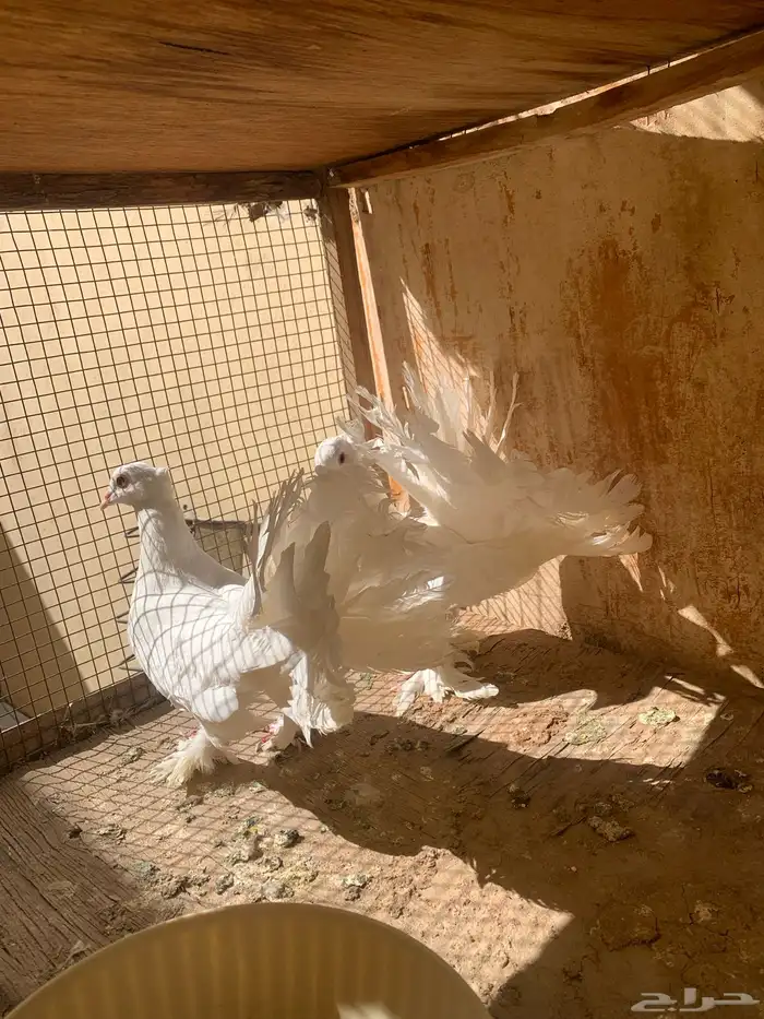 حمام شماسي تب 0
