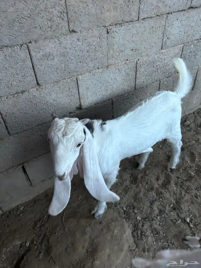 تيوس هولنديات طيبه 1