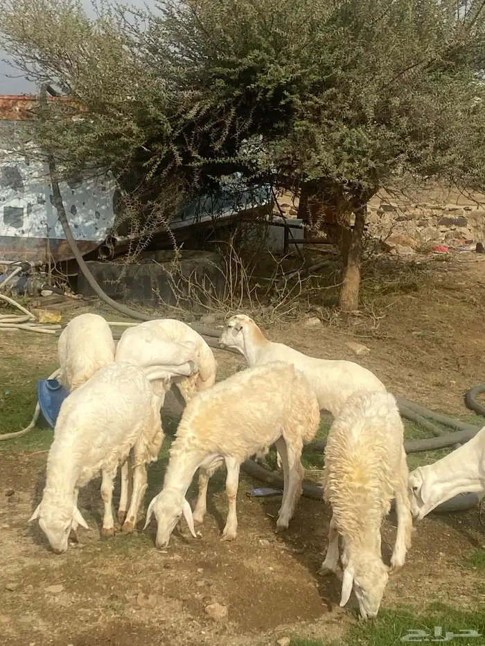 للبيع خرفان 2
