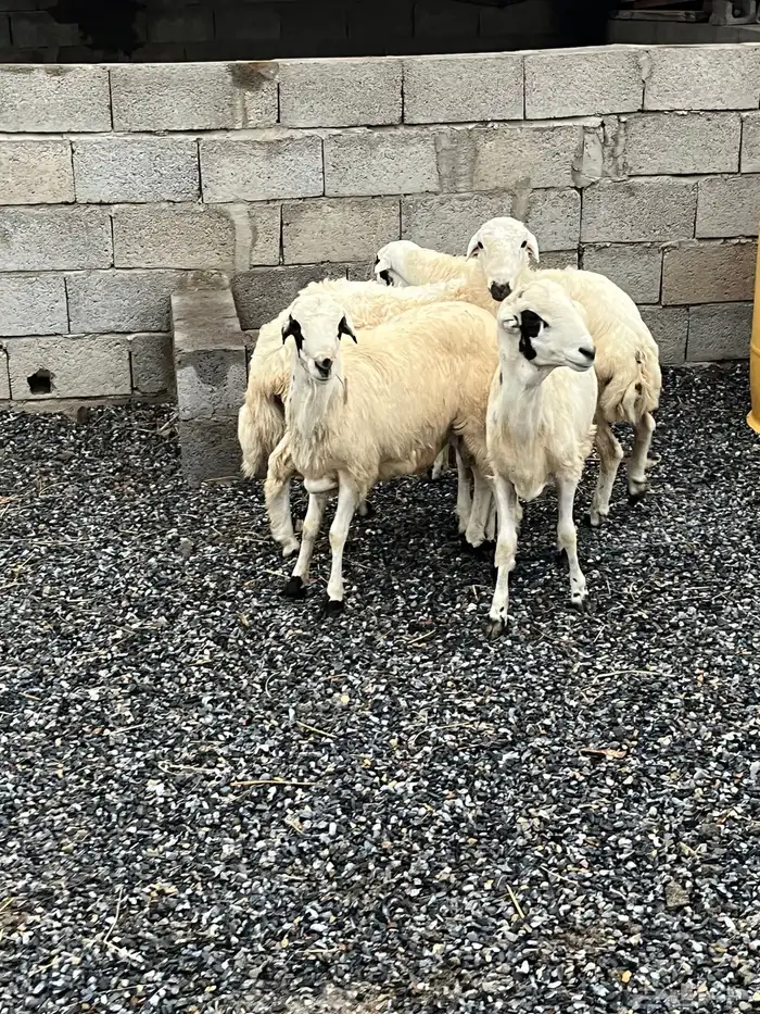 خرفان رفيديات 0