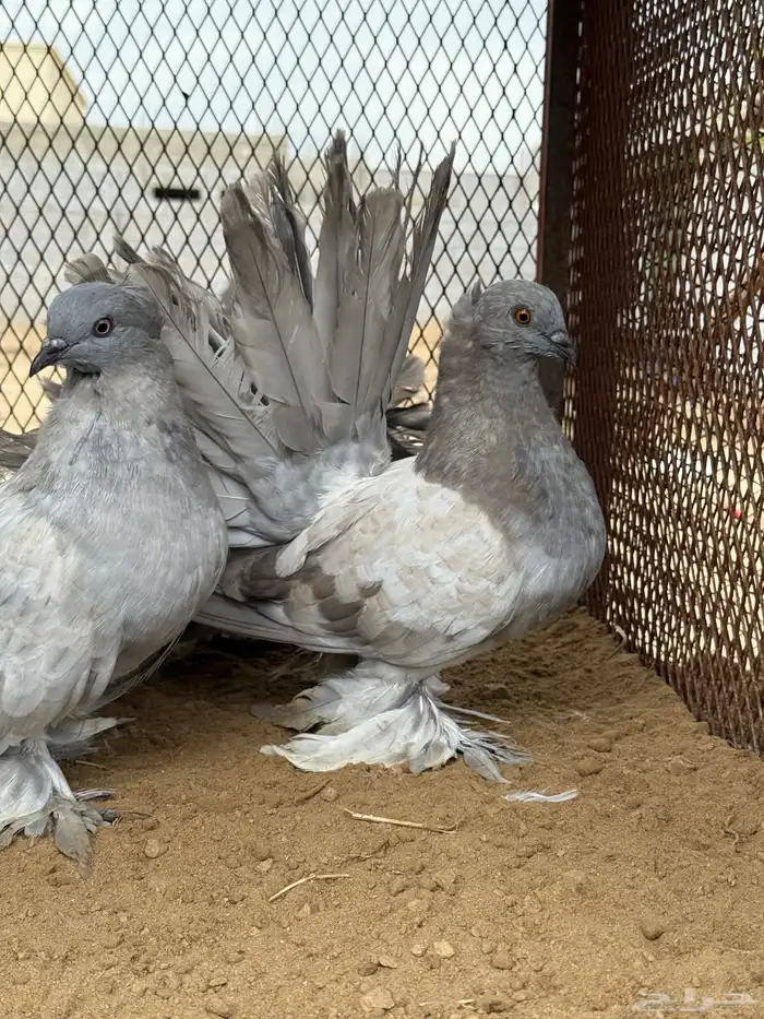 مجموعة رقاص أمريكي استاندر 1