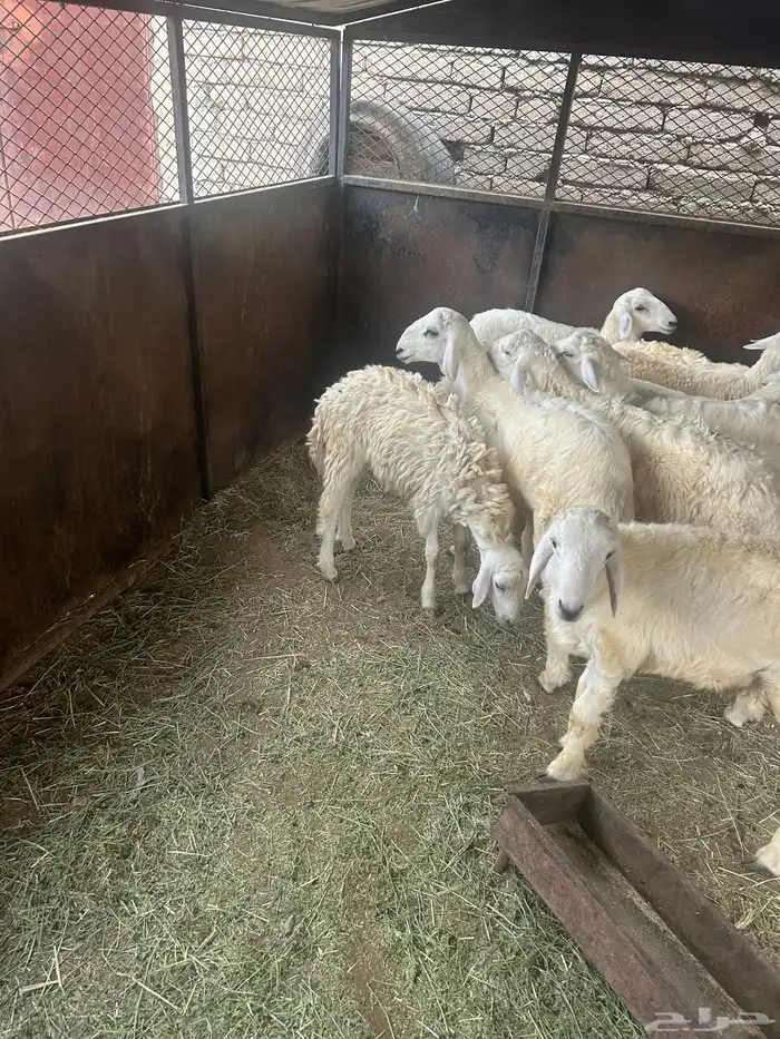 طليان العدد 10 8