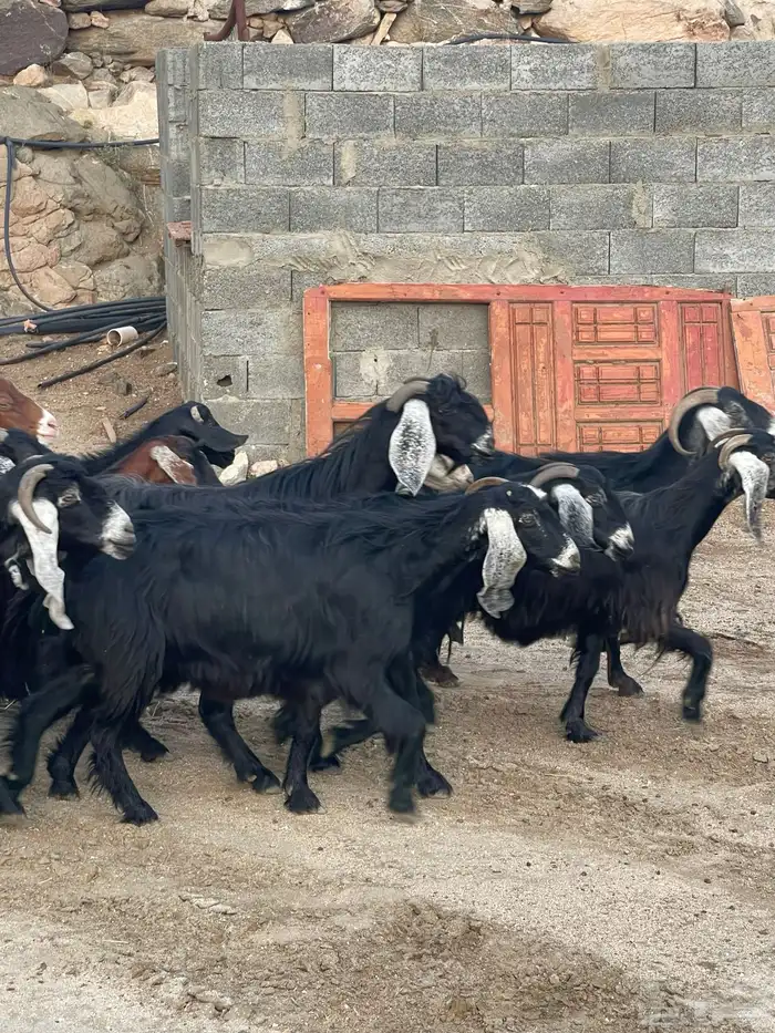 معزا عوارض دفاع وحليب للبيع بفحلها عدد 25 3