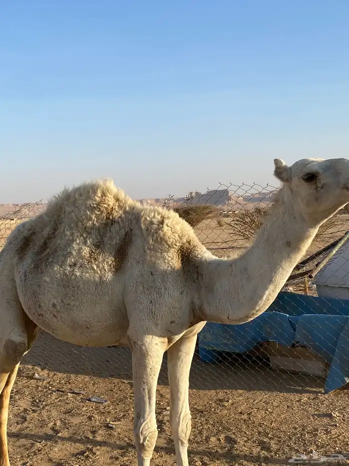 بكره عمرها سنه ونص 3