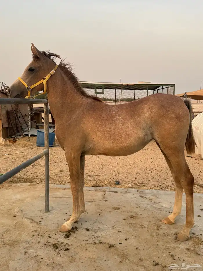 مهره شعبيه 0