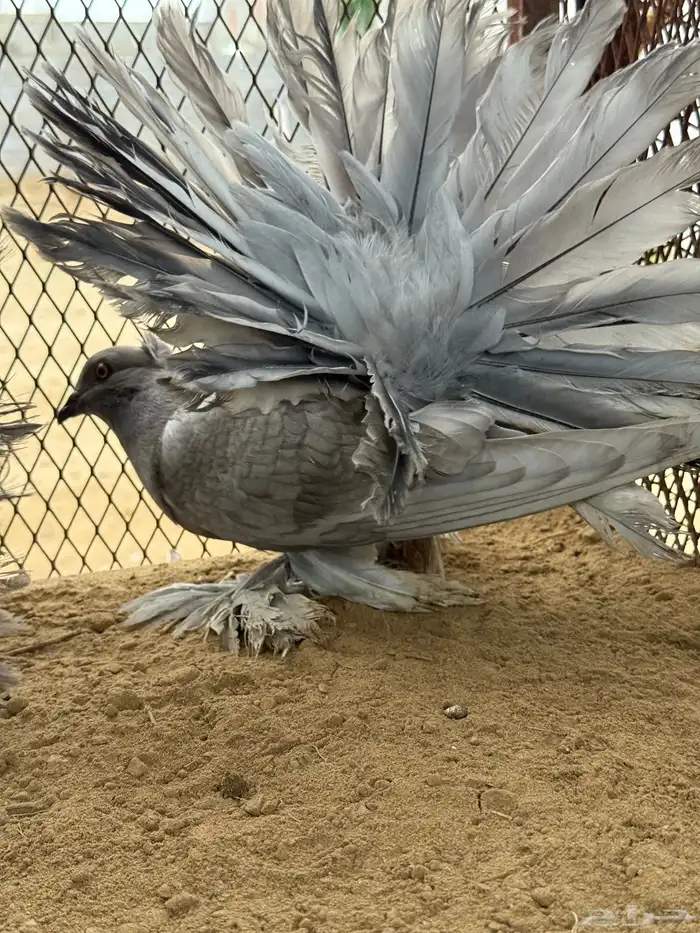 مجموعة رقاص أمريكي استاندر 18